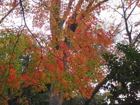 神明六木遊歩道の楓
