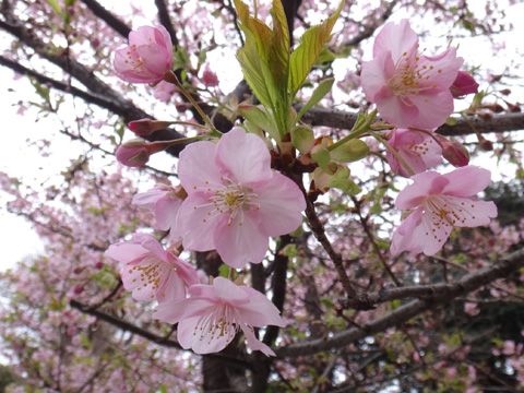 五條天神社の河津桜