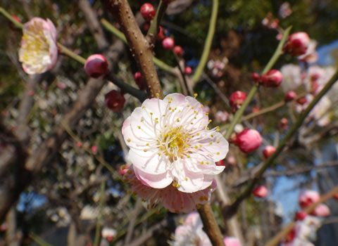 八重咲きの梅