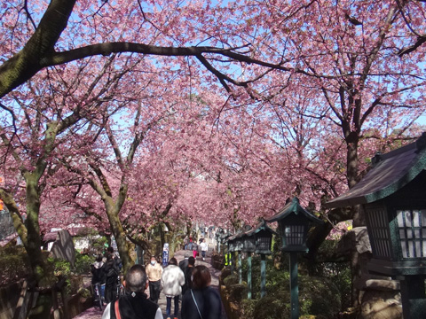 密蔵院の安行桜