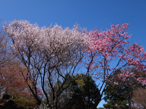 興禅院の二色桜