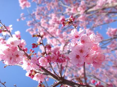 桜畑の桜