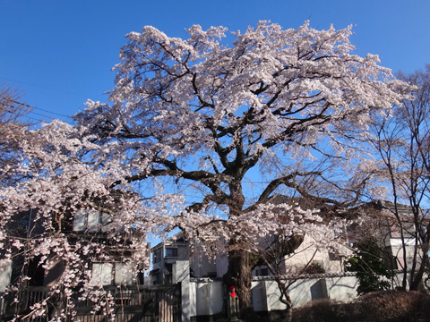 円蔵院入口の桜の大木