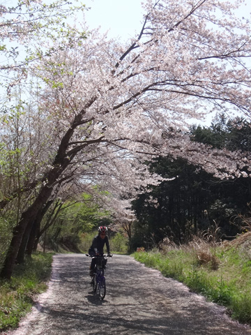 雀川上雲林道の桜