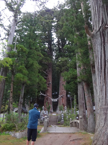 諏訪神社の前に立つ翁杉と媼杉