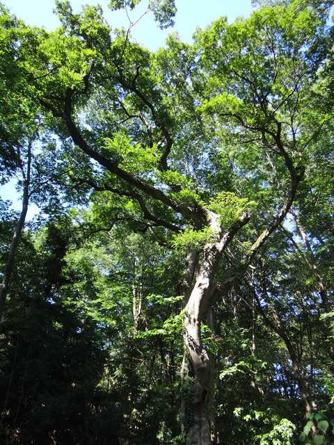 柳窪天神社の大木