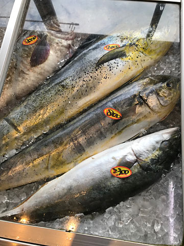 ショーケースの魚たち（大）