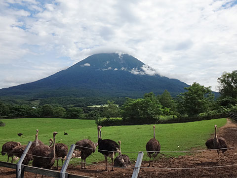 羊蹄山とだちょう牧場