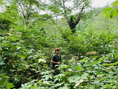 赤い帽子のサイダー