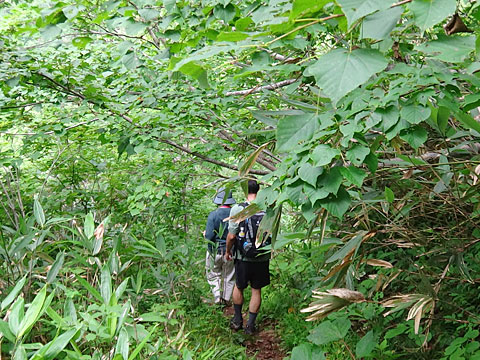 薮の中を下る