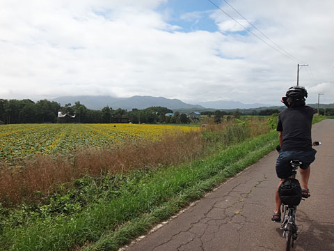 畑の黄色いじゅうたん