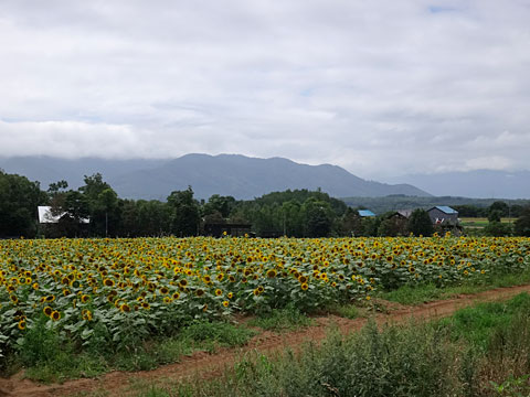 ひまわり畑