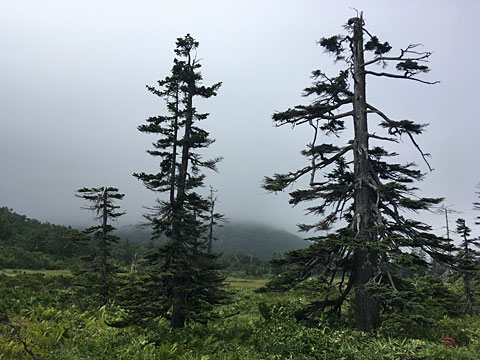 アカエゾマツの間を通る