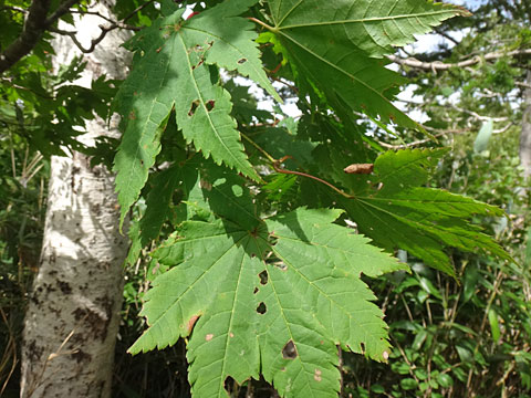 ハウチワカエデ