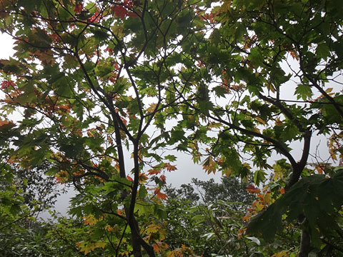 少し紅葉している