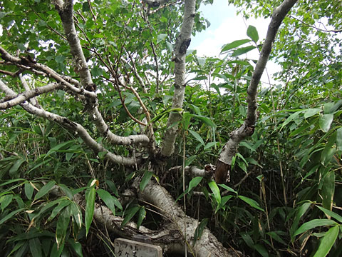 ねじ曲がったダケカンバ