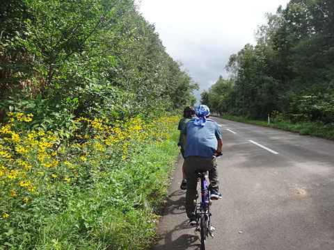 道端の黄色いキクイモ