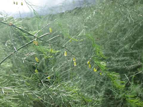 アスパラガスの花