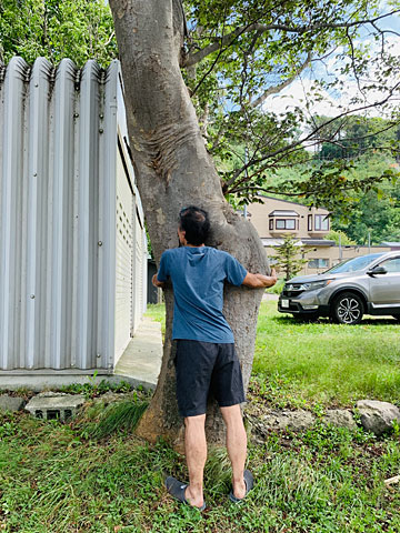 ケヤキを抱きしめるレイ