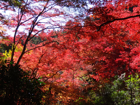 八海山神社へ向かう道から見た紅葉
