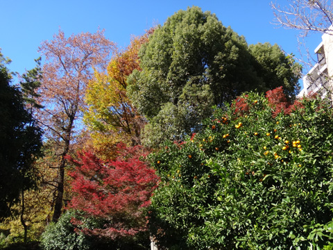 戸山公園入口の木々