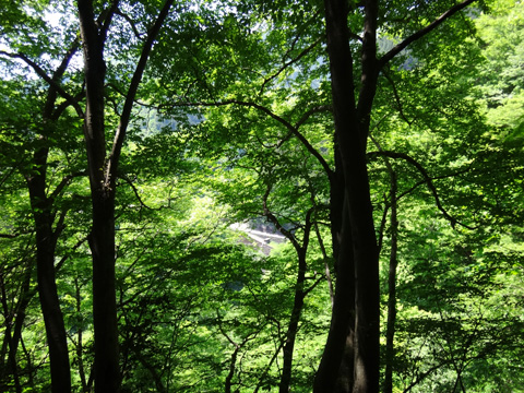 新緑と青梅街道
