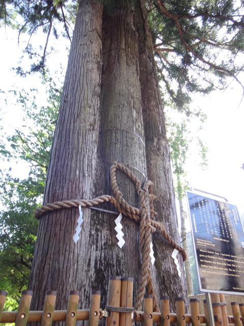 奥氷川神社の三本杉