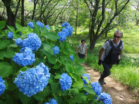 さくらの山公園