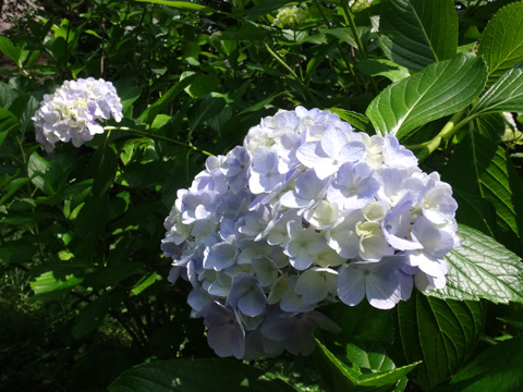 ホンアジサイ