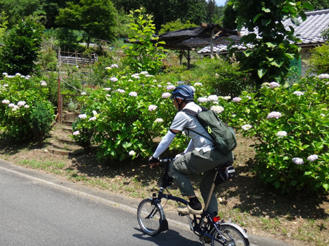 民家の庭先のアジサイ