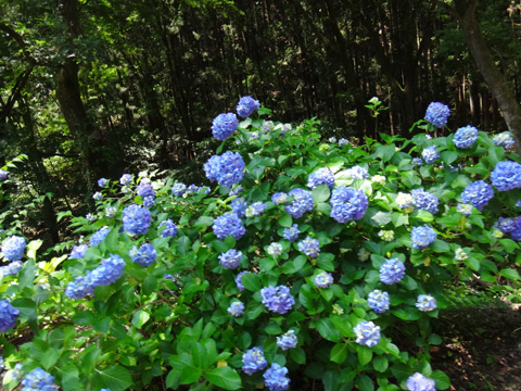 道端のアジサイ