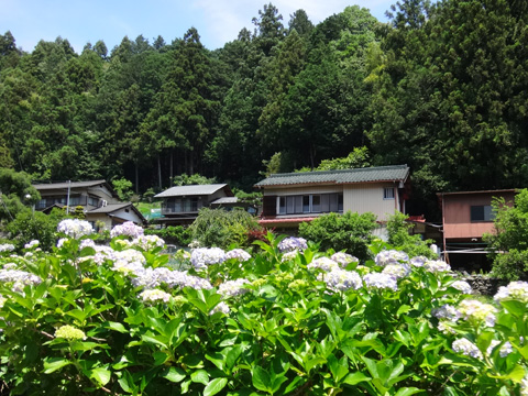 麦原の集落とアジサイ