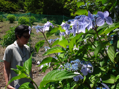 ちょっと変わったガクアジサイ