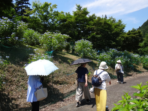 あじさい山公園のアジサイ