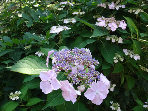 上谷のガクアジサイ