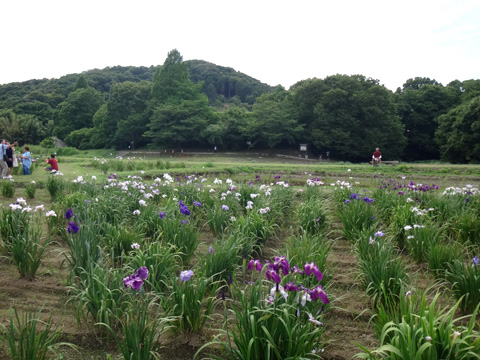 ときがわ花菖蒲園