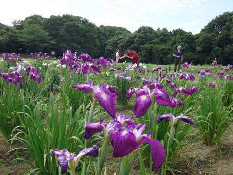 赤紫色の花菖蒲
