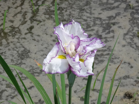 フリルのひらひら