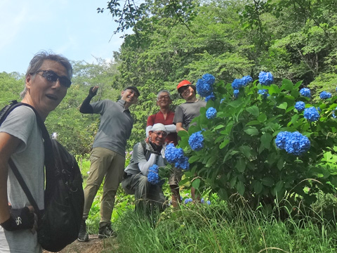 ブルーのアジサイと