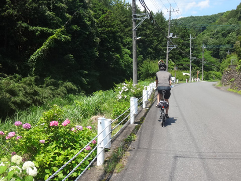 あじさい街道を上るサイダー
