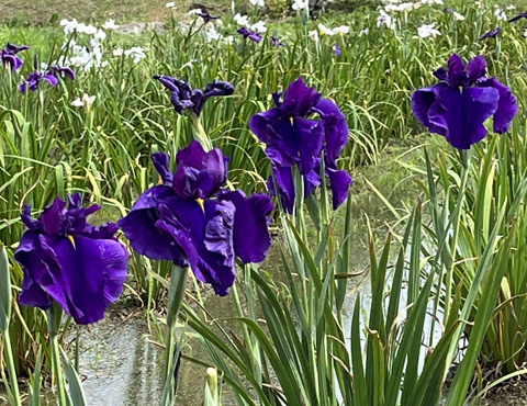 青紫色の花菖蒲