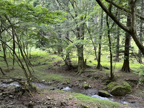 藤熊川とミツマタ群生地