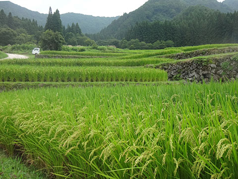 棚田が続く