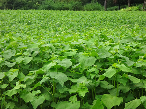蕎麦畑