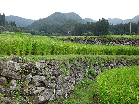 棚田の石積み