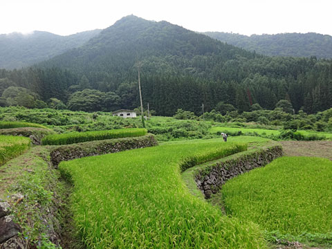棚田の風景