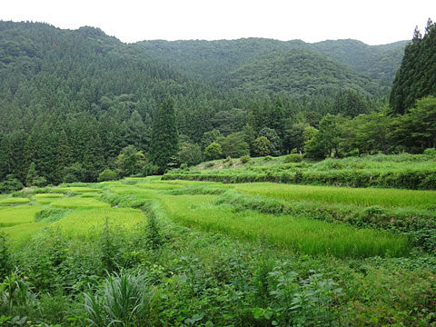 緑の棚田