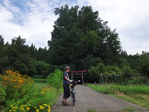 神戸の大イチョウ
