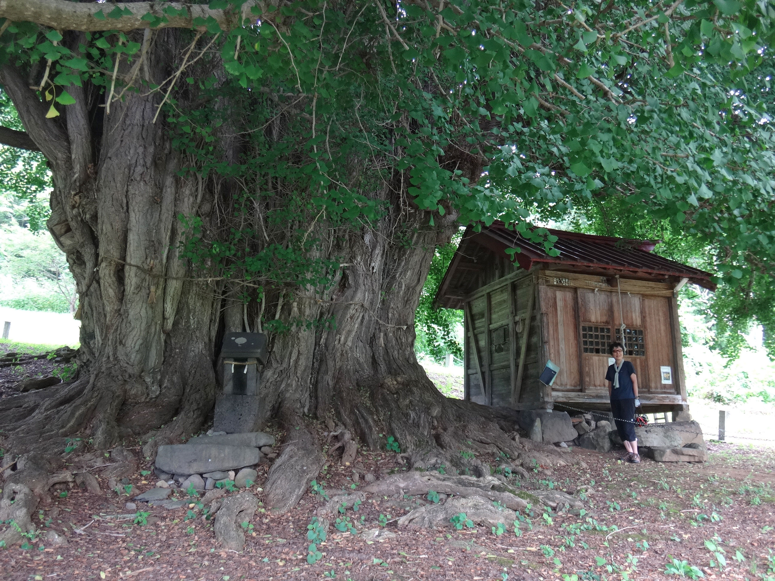 巨大なイチョウの根元