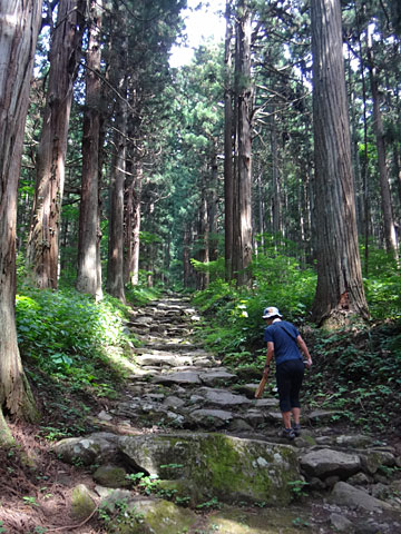 杉並木の間を上る